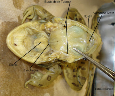 the function of vomerine teeth in frogs